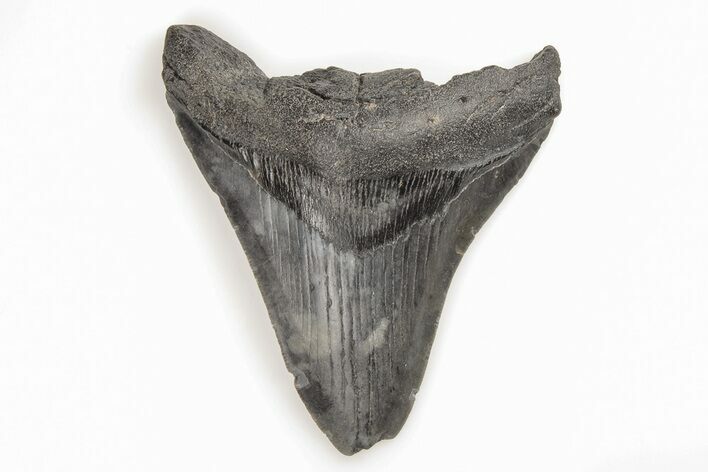 Bargain, Fossil Megalodon Tooth - South Carolina #196850
